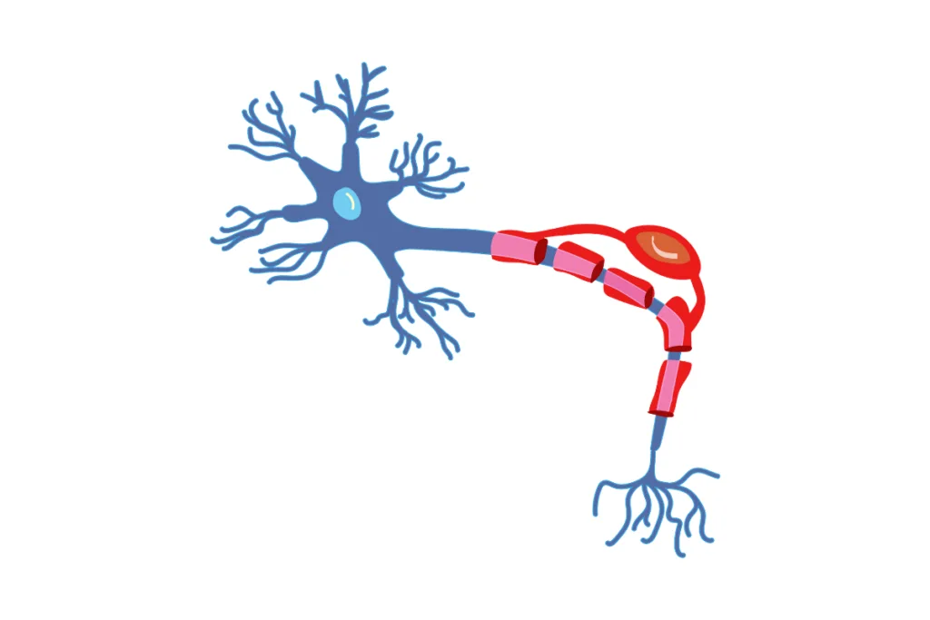 neuron